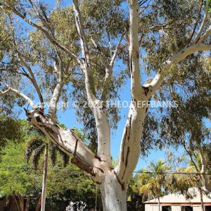 SSNMCh15-38C | Travelling Around Australia with Jeff Banks