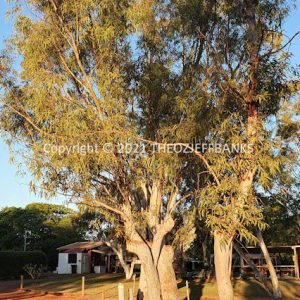 SSNMCh15-43C | Travelling Around Australia with Jeff Banks