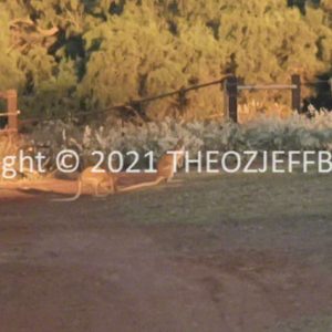 SSNMCh15-52 | Travelling Around Australia with Jeff Banks