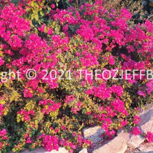 SSNMCh15-59F | Travelling Around Australia with Jeff Banks
