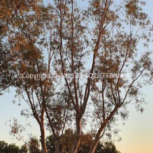 SSNMCh15-67C | Travelling Around Australia with Jeff Banks