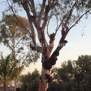 SSNMCh15-69C | Travelling Around Australia with Jeff Banks