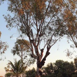 SSNMCh15-70C | Travelling Around Australia with Jeff Banks