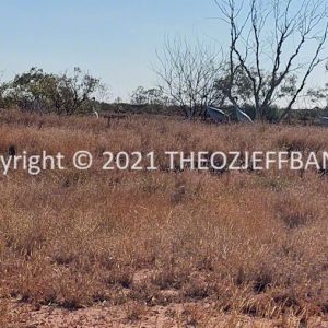 SSNMCh7-163 | Travelling Around Australia with Jeff Banks