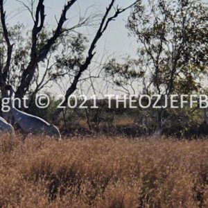SSNMCh7-164 | Travelling Around Australia with Jeff Banks