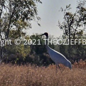 SSNMCh7-165 | Travelling Around Australia with Jeff Banks