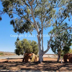SSNMCh8-119C | Travelling Around Australia with Jeff Banks