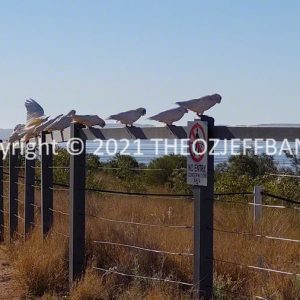 SSNMCh9-141 | Travelling Around Australia with Jeff Banks