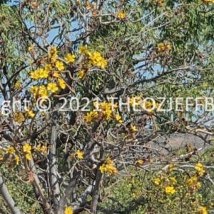 HWGACh66-36 | Travelling Around Australia with Jeff Banks