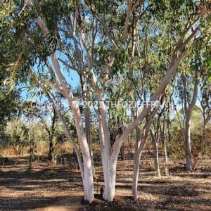 HWGACh78-163C | Travelling Around Australia with Jeff Banks