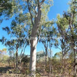HWGACh78-164C | Travelling Around Australia with Jeff Banks