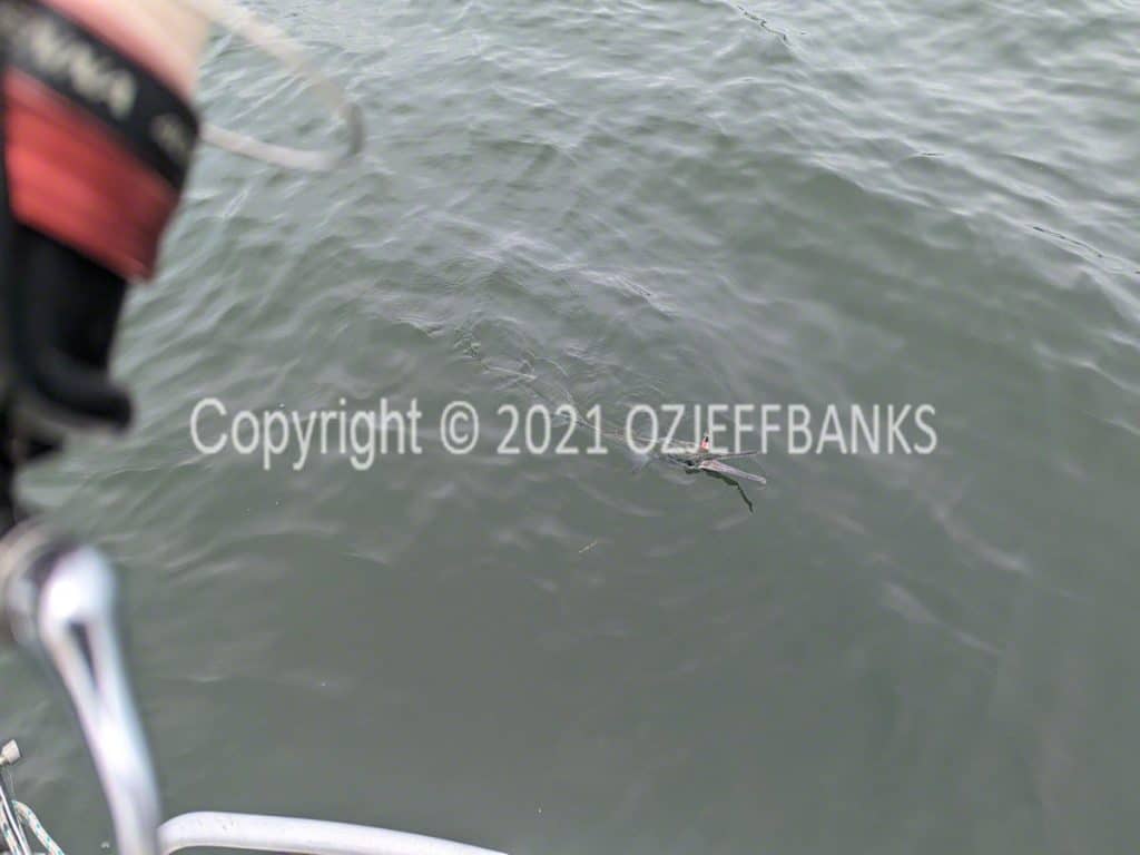 Fish Tales - Chapter 4 - 26 February 2022 | Travelling Around Australia with Jeff Banks