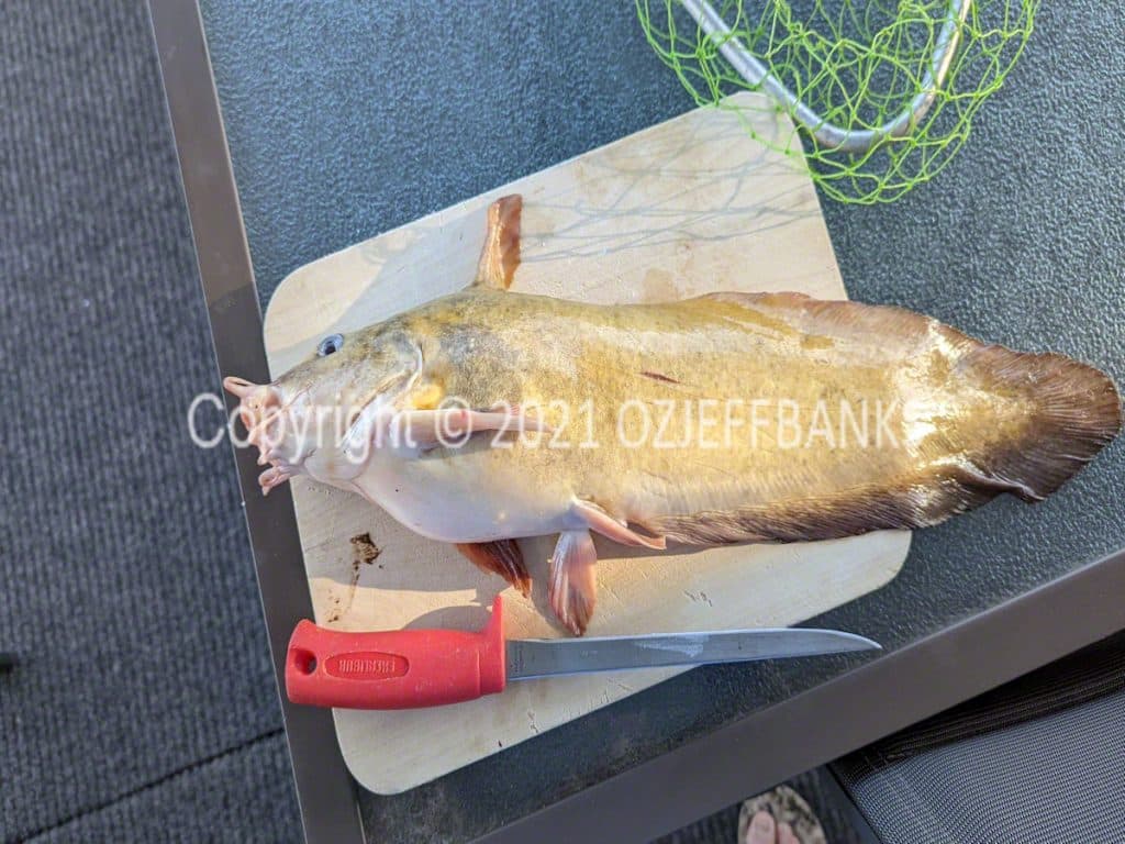 Fish Tales - Chapter 6 - The Murray - March 2022 | Travelling Around Australia with Jeff Banks