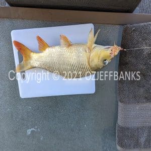 FTCh06-15