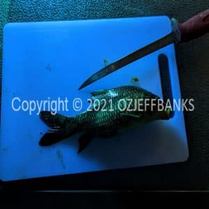 FTCh06-20