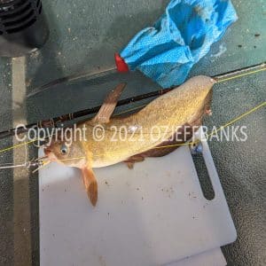 FTCh06-22