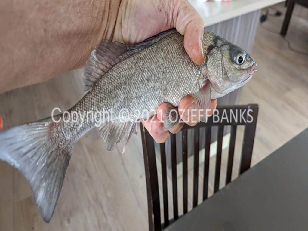 Fish Tales - Chapter 6 - The Murray - March 2022 | Travelling Around Australia with Jeff Banks