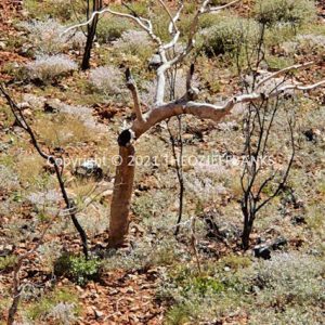 HWGACh100-41C | Travelling Around Australia with Jeff Banks