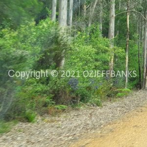 ISOCCh01-234F | Travelling Around Australia with Jeff Banks