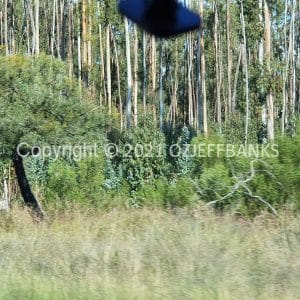 ISOCCh01-275F | Travelling Around Australia with Jeff Banks