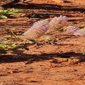 ISOCCh01-458F | Travelling Around Australia with Jeff Banks