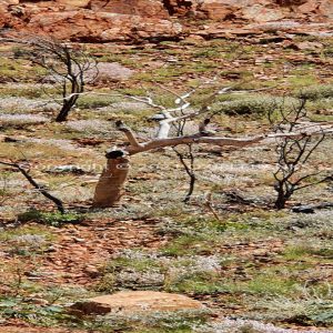 ISOCCh01-464C | Travelling Around Australia with Jeff Banks