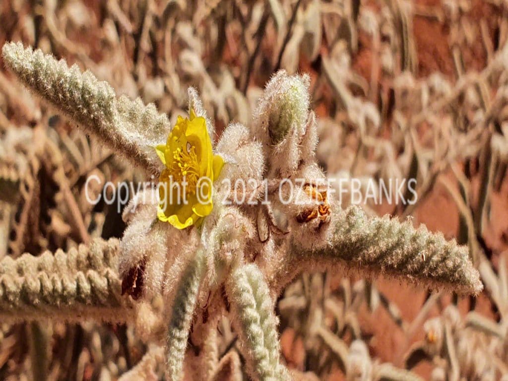 In Search of Colour - Chapter 1- Our Search for Colour