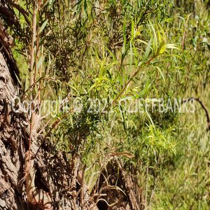 ISOCCh01-494F | Travelling Around Australia with Jeff Banks