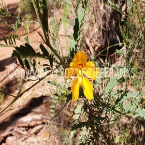 ISOCCh01-496F | Travelling Around Australia with Jeff Banks