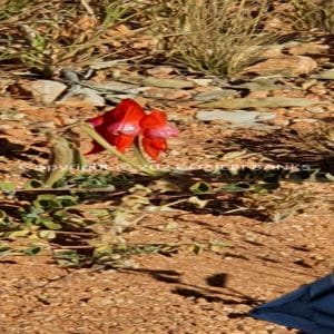 ISOCCh01-501F | Travelling Around Australia with Jeff Banks