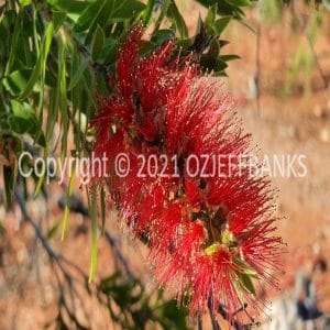 ISOCCh01-516F | Travelling Around Australia with Jeff Banks