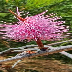 ISOCCh01-543F | Travelling Around Australia with Jeff Banks