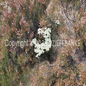 ISOCCh01-563F | Travelling Around Australia with Jeff Banks