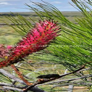 ISOCCh01-572F | Travelling Around Australia with Jeff Banks