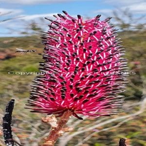 ISOCCh01-577F | Travelling Around Australia with Jeff Banks