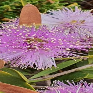 ISOCCh01-621F | Travelling Around Australia with Jeff Banks