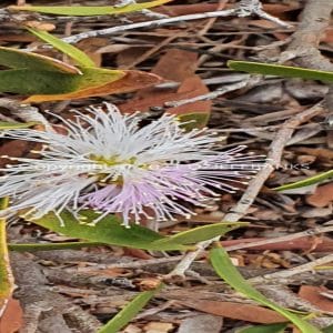 ISOCCh01-622F | Travelling Around Australia with Jeff Banks