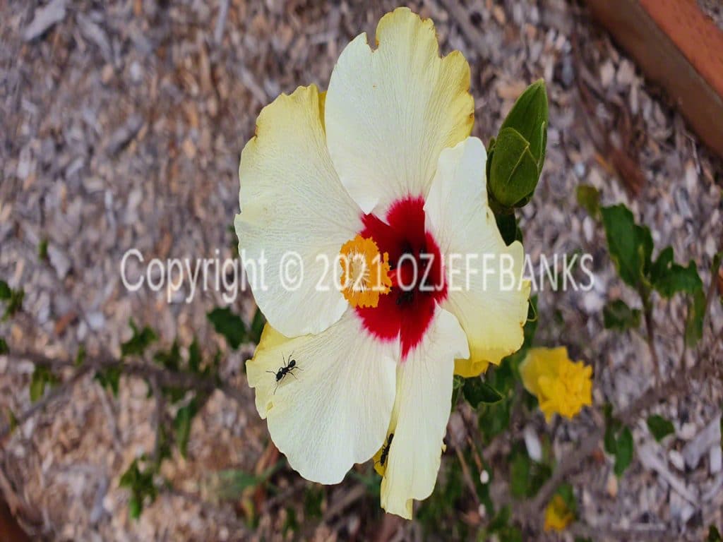 In Search of Colour - Chapter 2- Our Garden