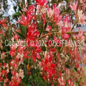 ISOCCh02-301F | Travelling Around Australia with Jeff Banks