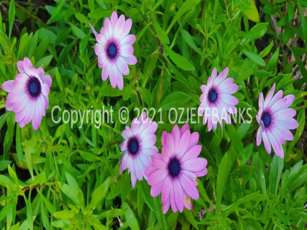 In Search of Colour - Chapter 2- Our Garden