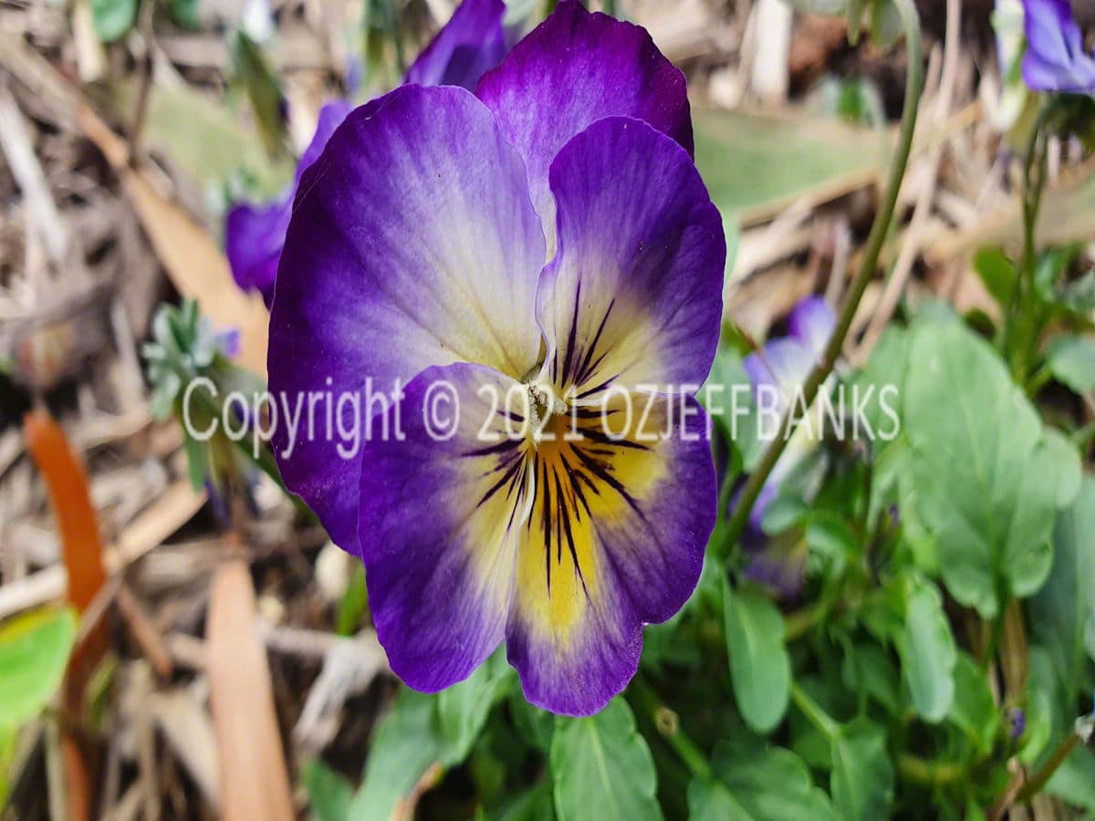 In Search of Colour - Chapter 2- Our Garden